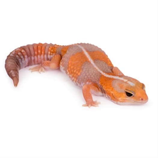 African Fat-Tailed Gecko