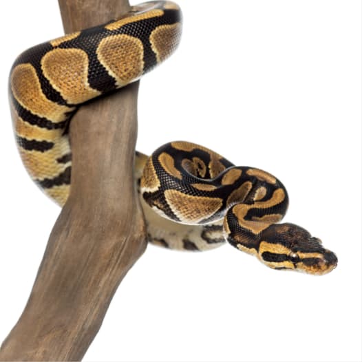 Ball Python