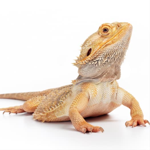 Bearded Dragon