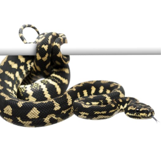 Carpet Python