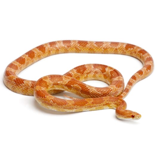 Corn Snake