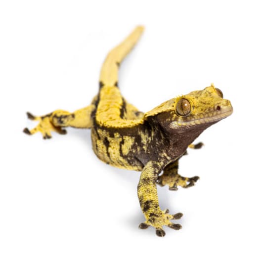 Crested Gecko