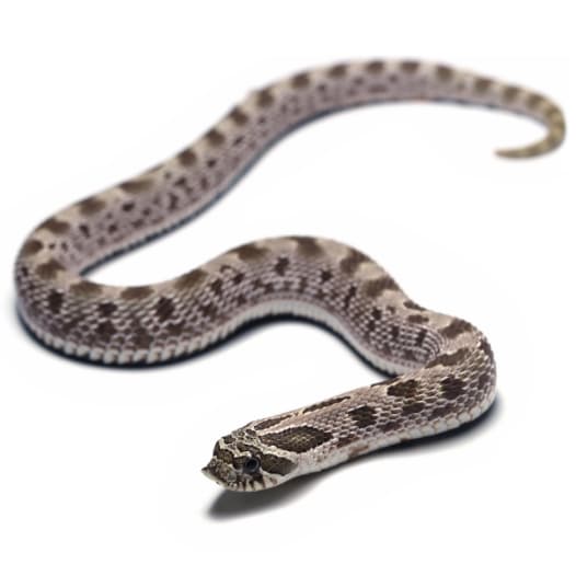 Hognose Snake