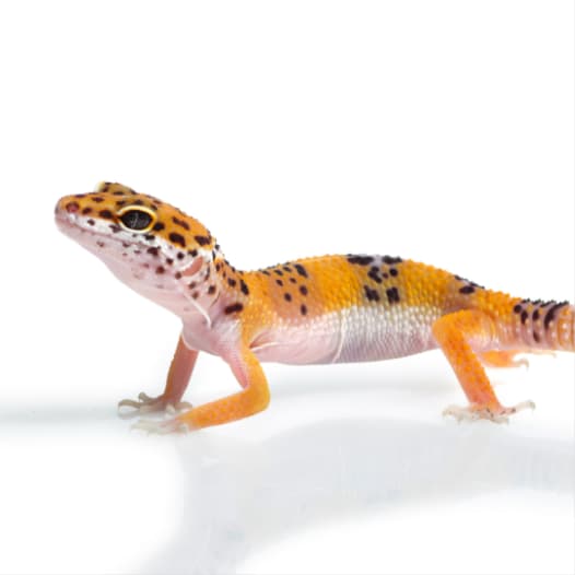 Leopard Gecko